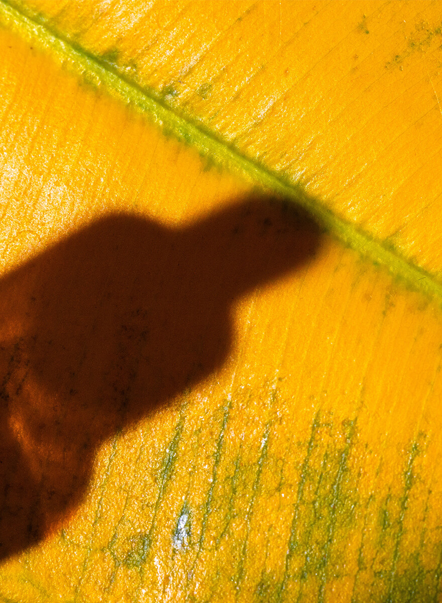 The shadow of a perfume bottle on a yellow leaf as a symbol of EuroItalia's commitment to sustainability.